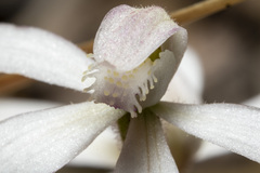 Caladenia clarkiae