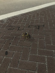 Gecarcinus lateralis