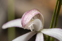 Caladenia clarkiae