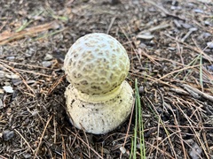 Amanita abrupta