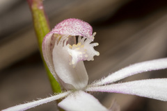 Caladenia clarkiae