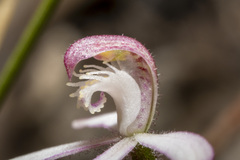 Caladenia clarkiae