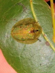 Eurypepla calochroma