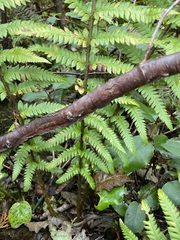 Polystichum andersonii