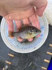 Lepomis macrochirus × cyanellus
