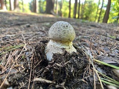 Amanita abrupta