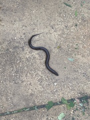 Vertebrata