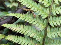 Polystichum andersonii