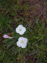 Oenothera acaulis