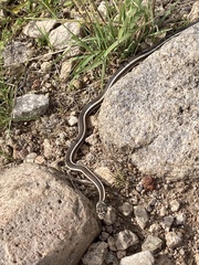 Masticophis taeniatus
