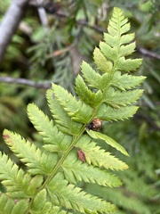 Polystichum andersonii