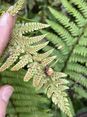 Polystichum andersonii