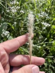 Bothriochloa torreyana
