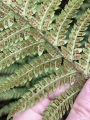 Polystichum andersonii