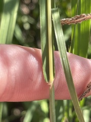 Bothriochloa torreyana