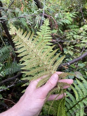Polystichum andersonii