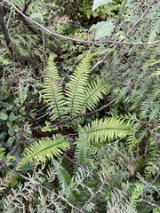 Polystichum andersonii