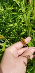Carex bebbii