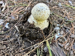 Amanita abrupta