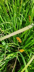 Carex bebbii