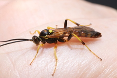 Ichneumon