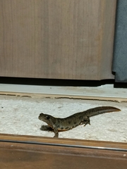 Triturus carnifex