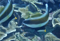 Heniochus chrysostomus