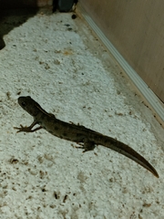 Triturus carnifex