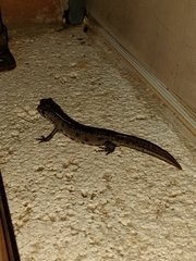 Triturus carnifex