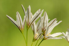 Tristagma bivalve