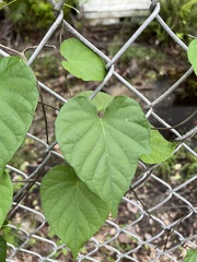 Convolvulaceae
