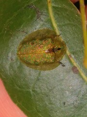 Eurypepla calochroma