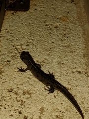 Triturus carnifex
