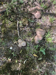 Stropharia rugosoannulata