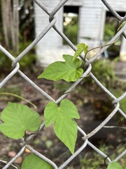 Convolvulaceae