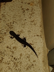 Triturus carnifex