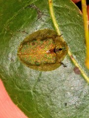 Eurypepla calochroma