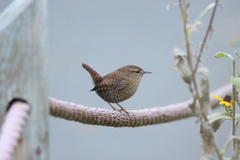 Troglodytes hiemalis