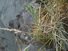 Festuca pallens