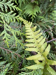 Polystichum andersonii