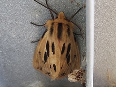 Ardices curvata