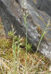 Festuca pallens