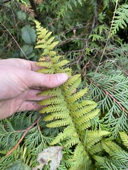 Polystichum andersonii