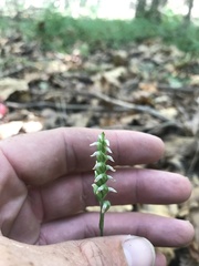Spiranthes ovalis