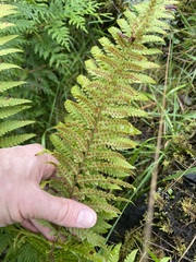 Polystichum andersonii