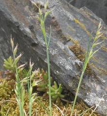 Festuca pallens