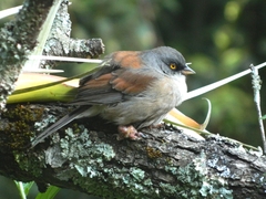 Junco phaeonotus