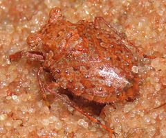 Gelastocoris