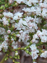 Eriogonum corymbosum