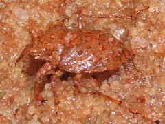 Gelastocoris